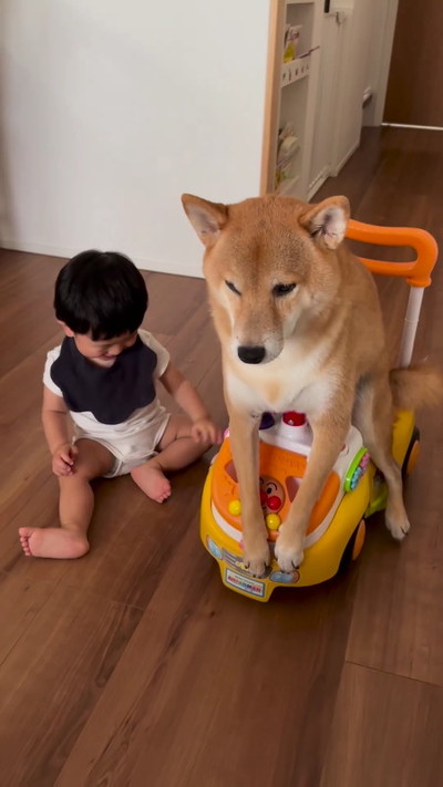 犬が乗った車を押す男の子