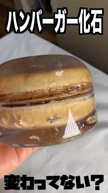 ハンバーガー 化石 樹脂 レジン 保存 3年 経過