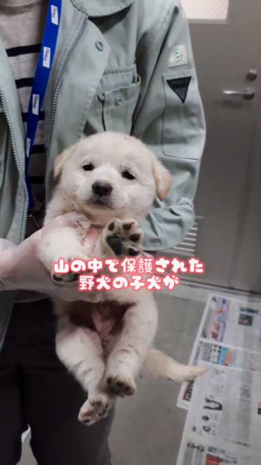 保護直後の子犬