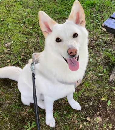 飼い主見つめる犬