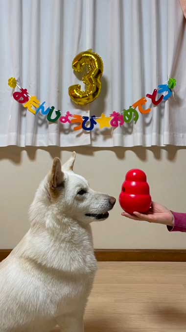 3歳になった子犬