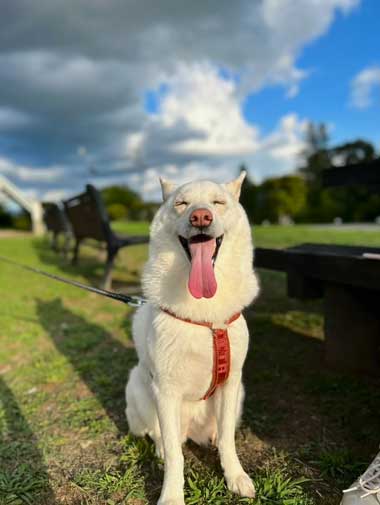 笑顔満開のワンコ