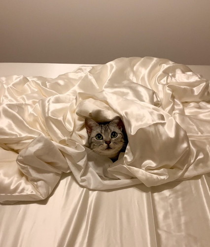 あんこくん発見