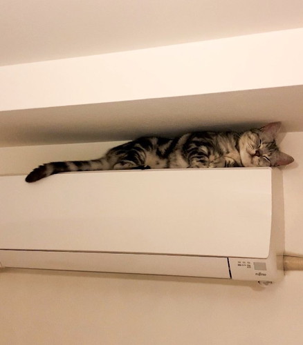 あんこくん発見