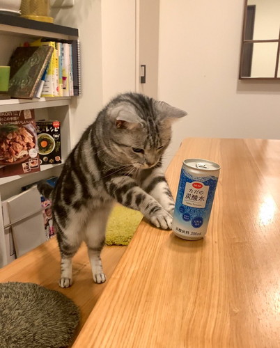 あんこくん発見