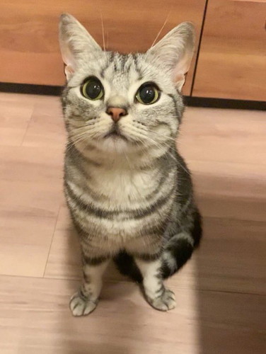 あんこくん発見