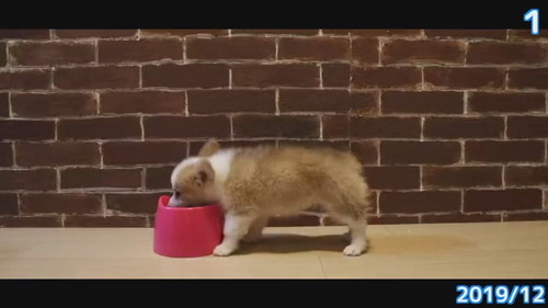 前回つむぎ