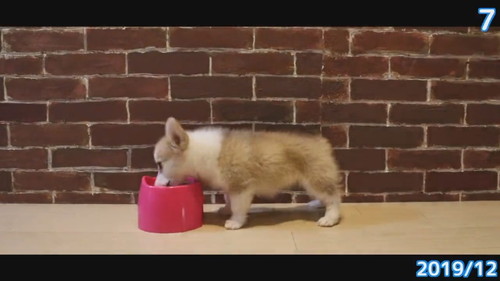 首元に余裕がでてきたコーギー