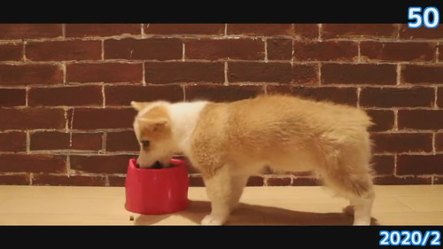 50日目のコーギー