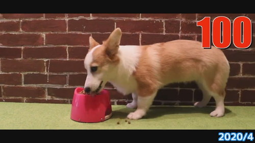 立ったお耳のコーギー