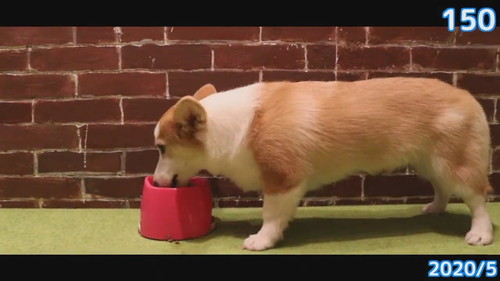 画面からはみ出すコーギー