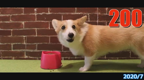 すっかり成犬コーギー