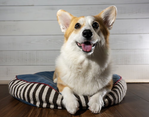 ちょこんつむぎちゃん