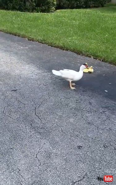 排水溝に落ちた子ガモを救出