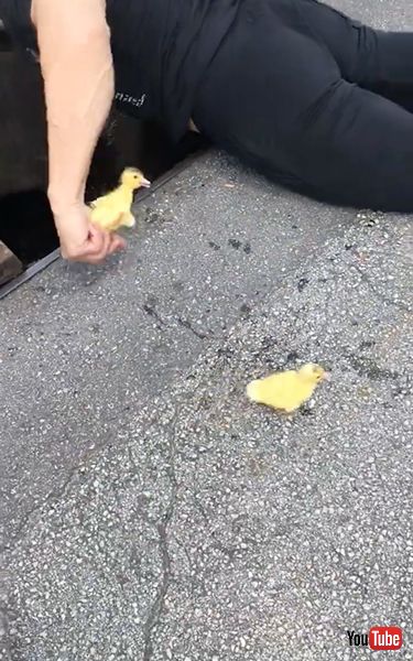 排水溝に落ちた子ガモを救出