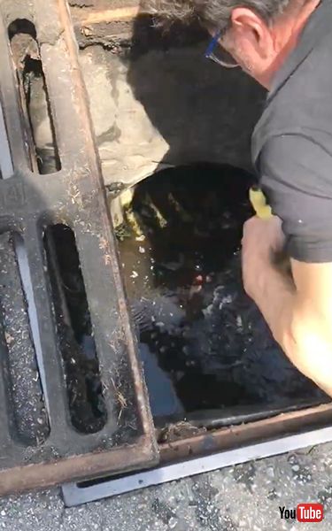 排水溝に落ちた子ガモを救出