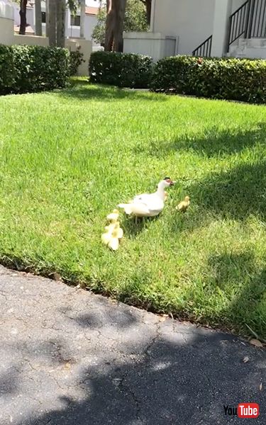 排水溝に落ちた子ガモを救出