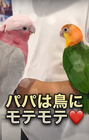 パパは鳥にモテモテ