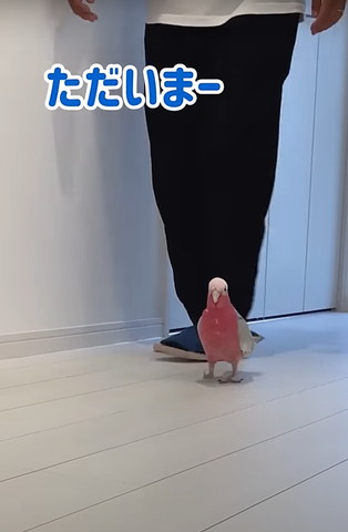 ただいまテロップ