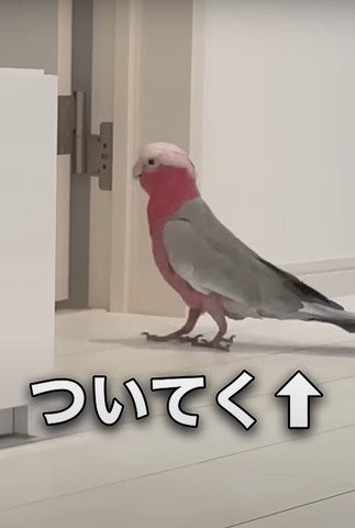 ついてくテロップ