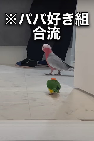 パパ好き組合流