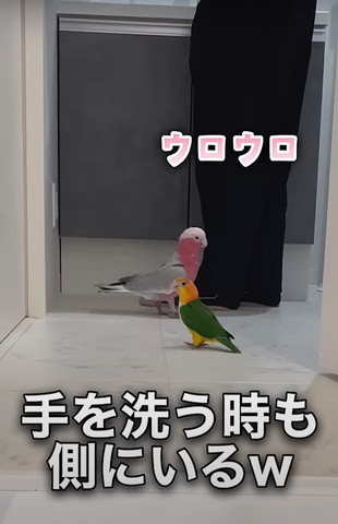 手を洗うときもテロップ