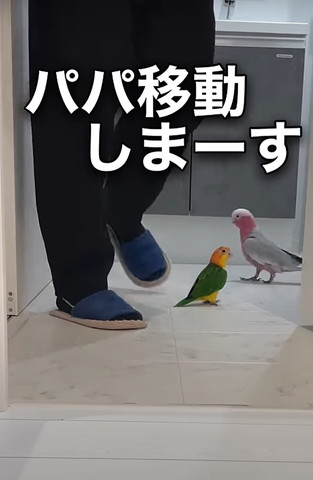 パパ移動します