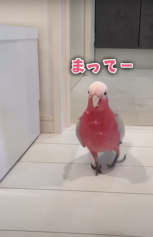 ピンクのインコまってーテロップ