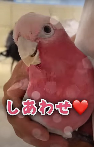 しあわせテロップ