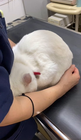 飼い主に頭押し付ける猫