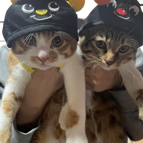被り物かぶる猫2匹