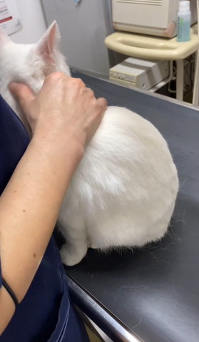 診察台で座る猫