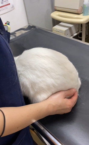 丸くなる猫後ろ姿