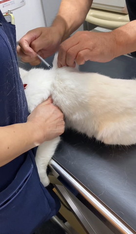 注射される猫