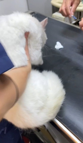 診察台から抱っこされる猫