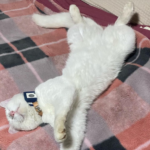 へそ天で寝る猫