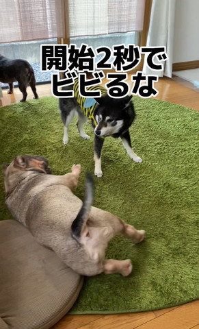 開始2秒でビビるな