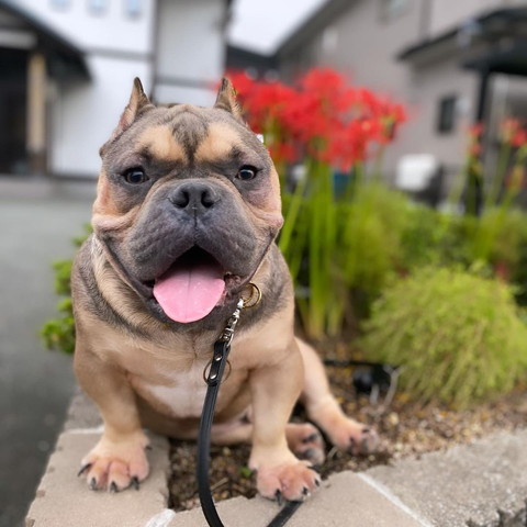 乙女座りワンコ