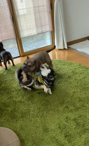 柴犬に乗るブルドッグ