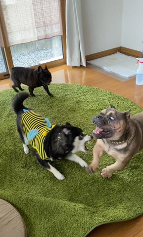 白目向いてるワンコ