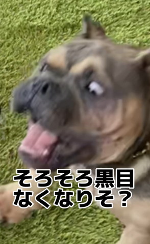 そろそろ黒目なくなりそ