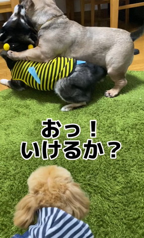 おっいけるかテロップ