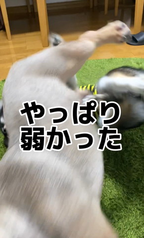 やっぱり弱かったテロップ