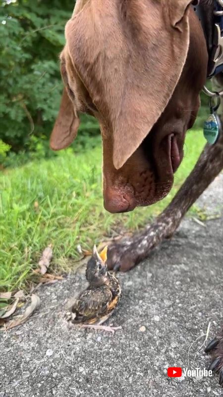 犬に口をあけるひな鳥