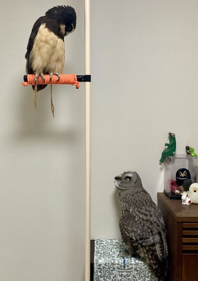 フクロウを見上げるフクロウ