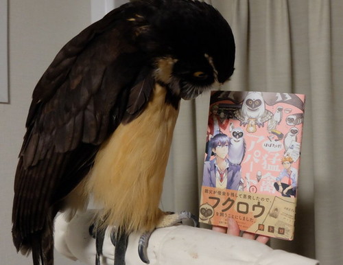 本を見るフクロウ