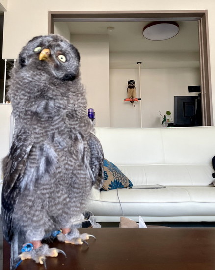 背伸びするフクロウ