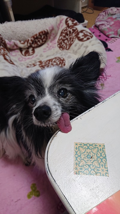 見上げるパピヨン