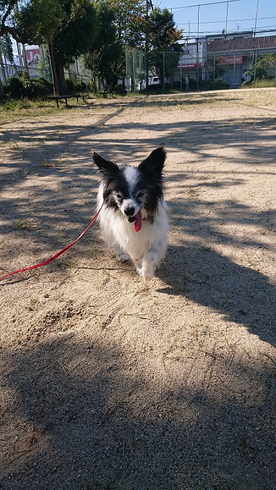 散歩するパピヨン