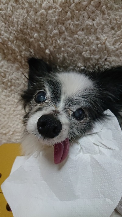 笑顔のパピヨン